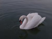 Nuotrauka