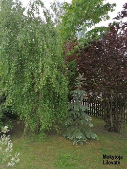 Nuotrauka