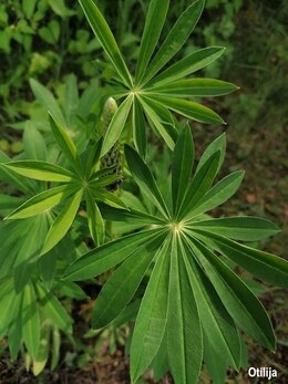 Nuotrauka