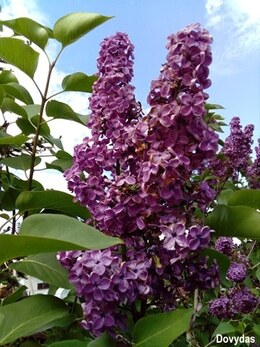 Nuotrauka