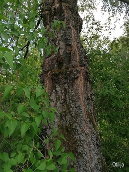 Nuotrauka