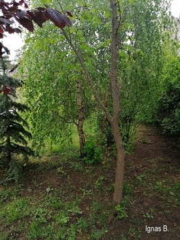 Nuotrauka