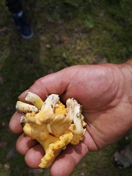 Nuotrauka