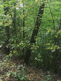 Nuotrauka