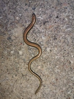 Nuotrauka
