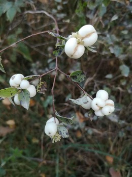 Nuotrauka