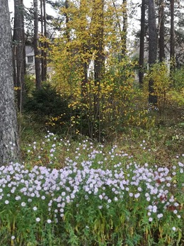 Nuotrauka