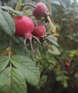 Nuotrauka