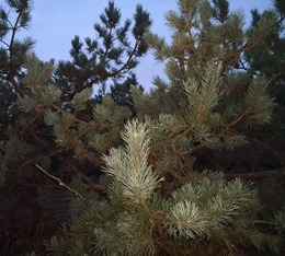 Nuotrauka