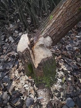 Nuotrauka