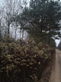 Nuotrauka