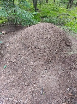 Nuotrauka
