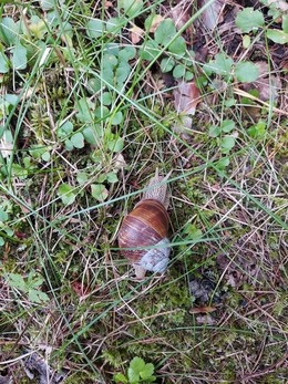 Nuotrauka