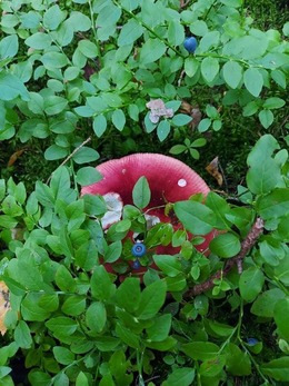 Nuotrauka