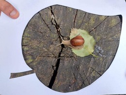 Nuotrauka