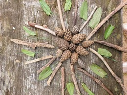 Nuotrauka