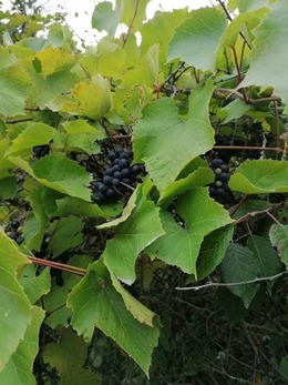 Nuotrauka
