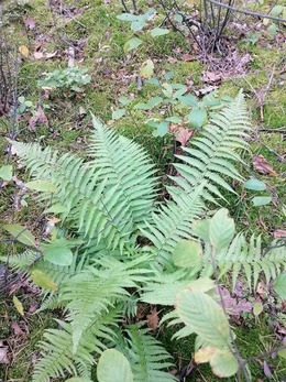 Nuotrauka