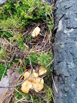 Nuotrauka