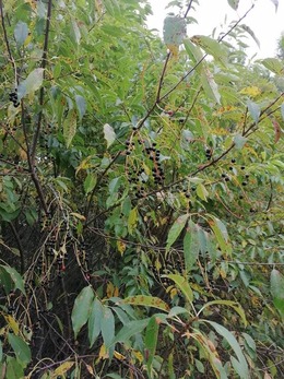 Nuotrauka