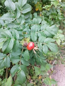 Nuotrauka