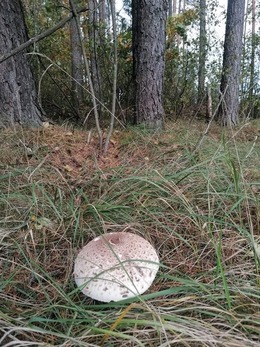 Nuotrauka
