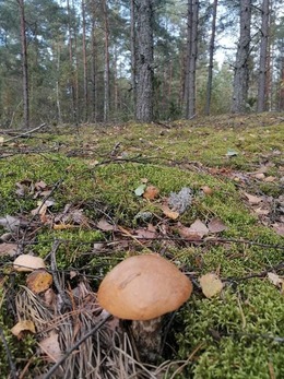 Nuotrauka