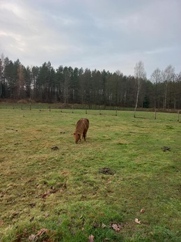 Nuotrauka