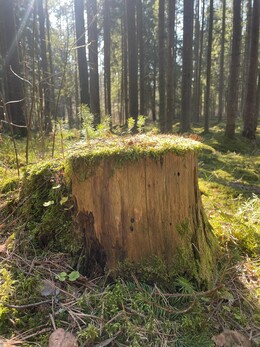 Nuotrauka